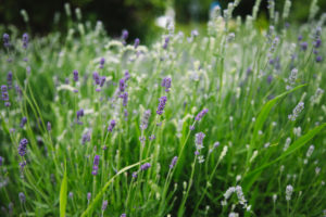 lavender lavender